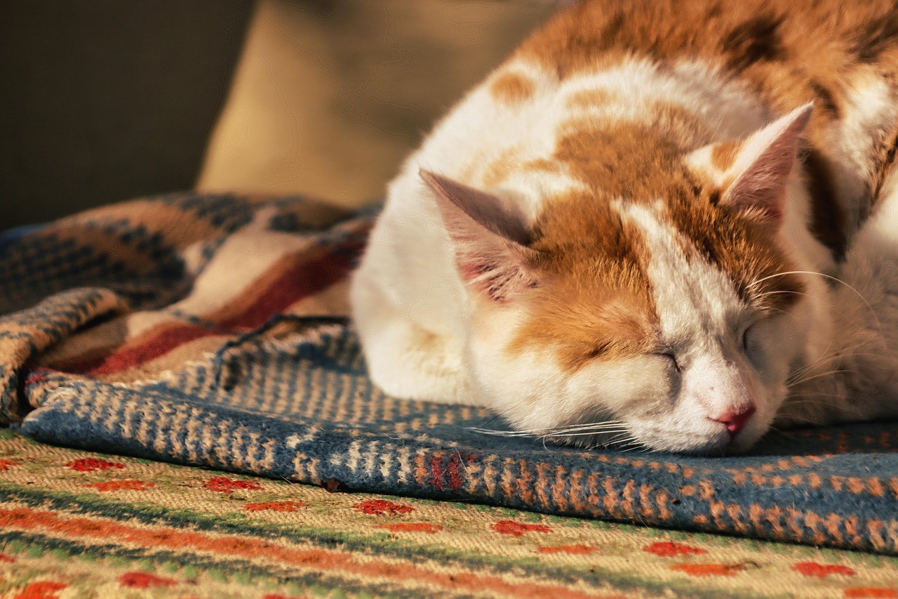 昼寝をしても夜眠れない時の効果的な対策は？