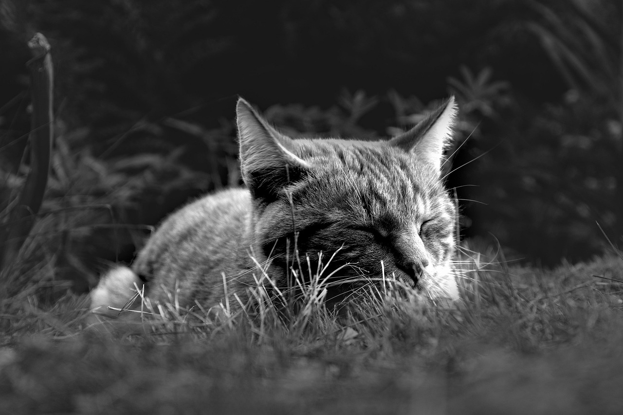 昼寝を取り入れた夜に眠れない時の対策は？