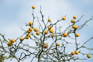 寝酒が睡眠に与える悪影響とは？