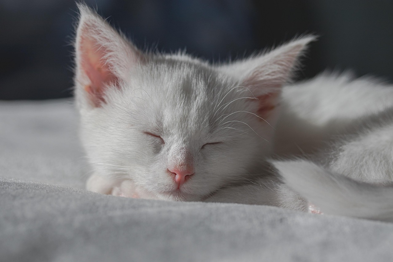 耳栓を使った快適な睡眠におすすめのアイテムは？