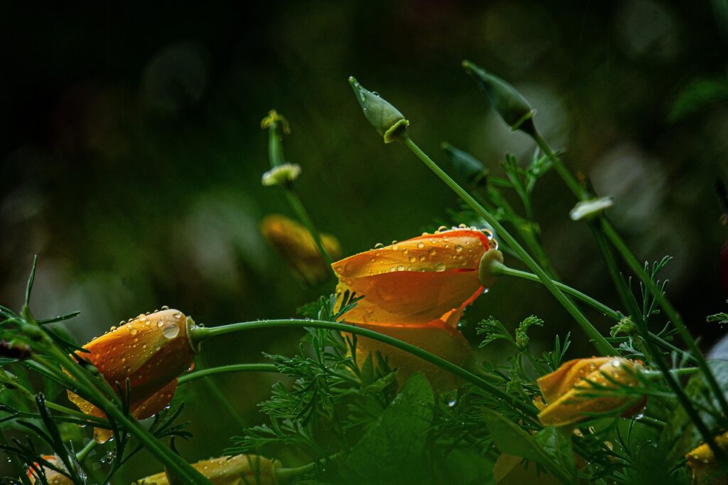 グリシンを使った睡眠の効果とは何ですか？