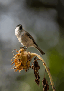 寝付きを良くするツボはどこにあるの？
