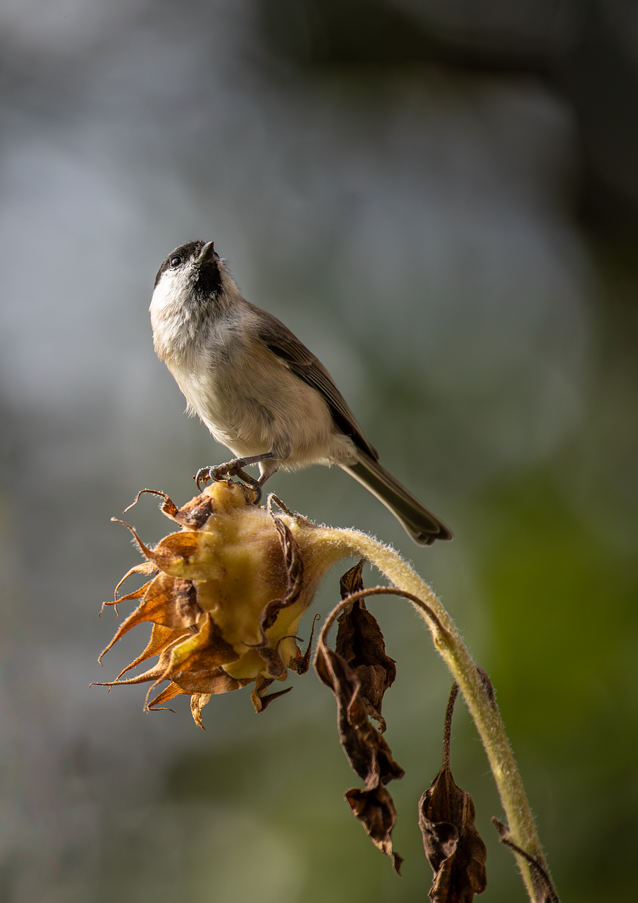 寝付きを良くするツボはどこにあるの？