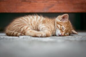 寝つきが悪い時に試したいメンタルケアの方法は？