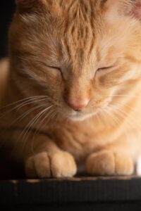 朝までぐっすり眠る方法におすすめのグッズは？