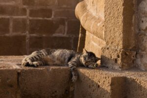 睡眠改善の効果はいつから実感できる？