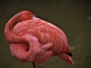 枕で首こりを解消するためのおすすめは？