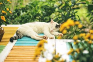 睡眠の質を上げるアイマスクは本当に効果的？