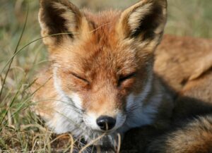 睡眠アプリのおすすめはどれ？あなたに合った選び方を解説！