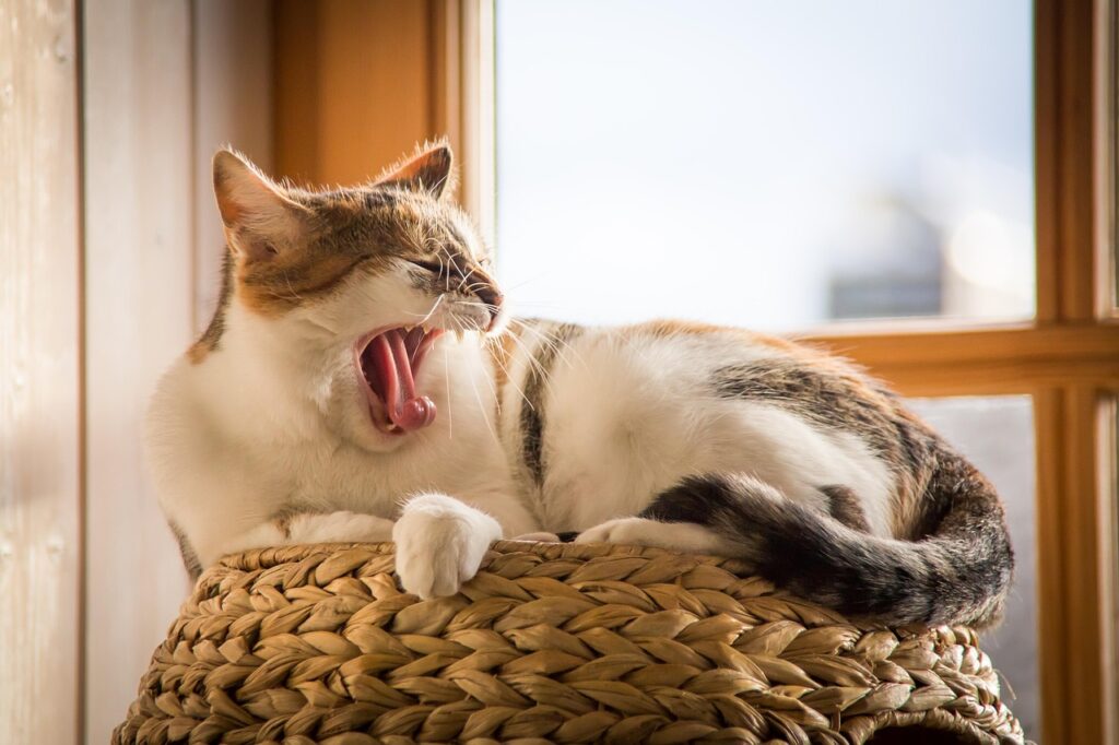 睡眠計測デバイスのおすすめはどれ？