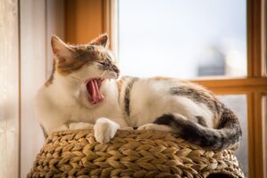 睡眠計測デバイスのおすすめはどれ？